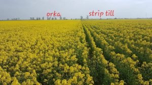 Porównanie rzepaku ORKA_STRIP TILL