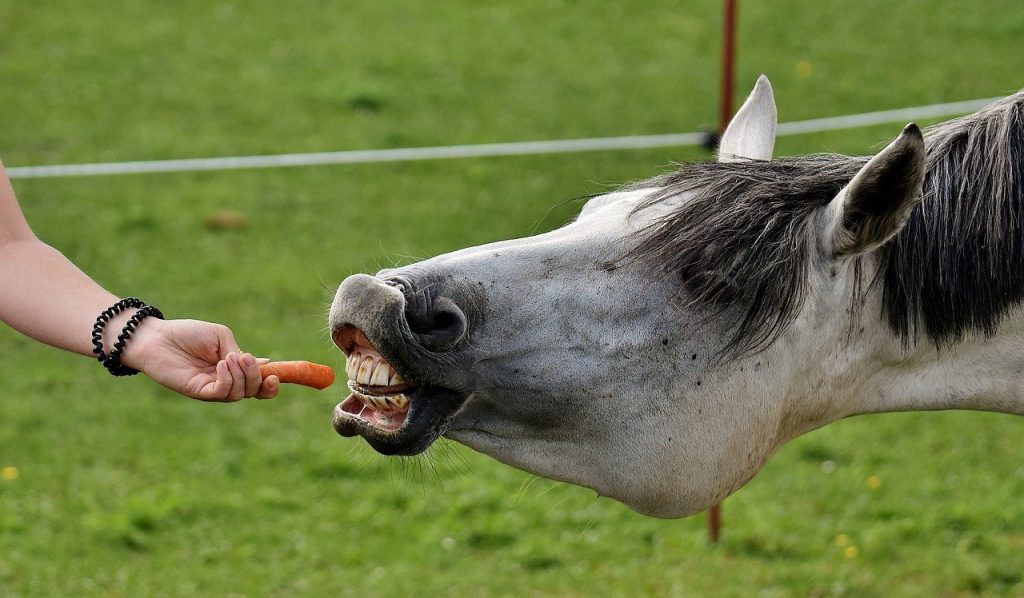 koń zjada marchewkę z ręki człowieka
