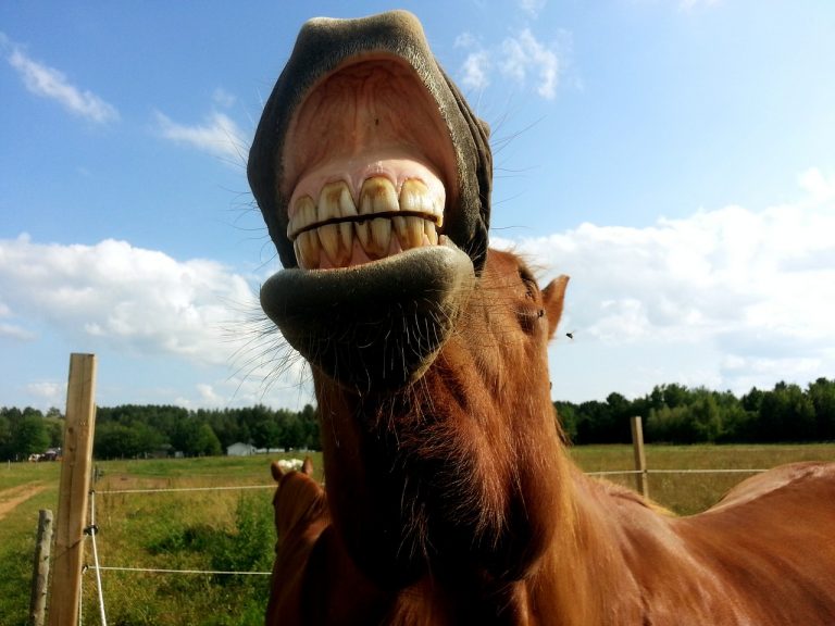 Jeśli chcesz wiedzieć, ile koń ma lat obejrzyj jego zęby
