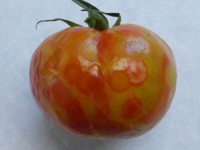 Pomidor Przebarwienia owoców wywołane infekcją TSWV
