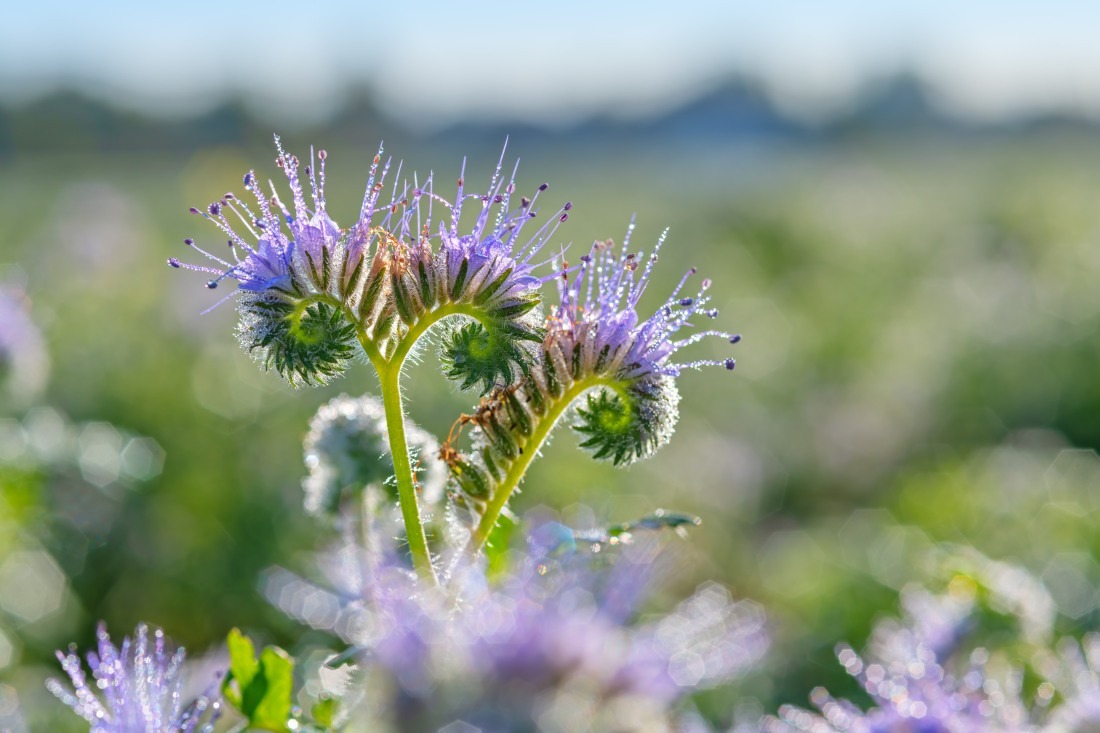 Facelia&#x20;na&#x20;poplon&#x20;&#x2013;&#x20;dlaczego...