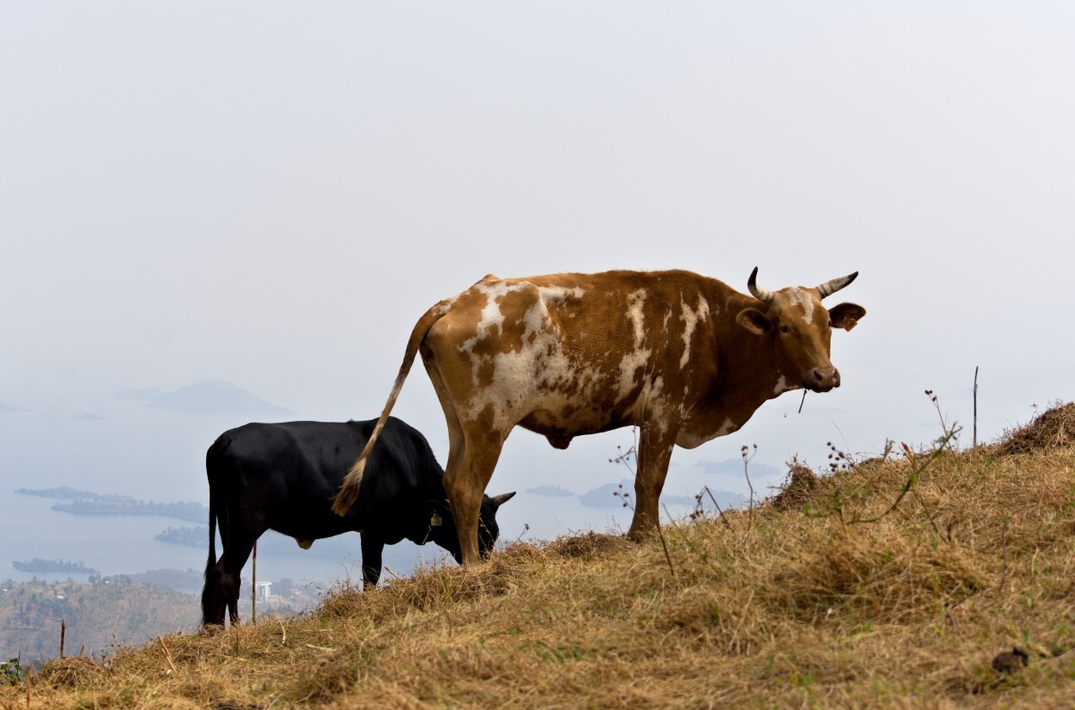 Krowa, która dzieli i ...