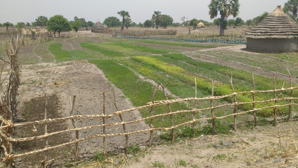 Sudan Południowy rolnictwo funkcjonowanie rola w światowym rolnictwie