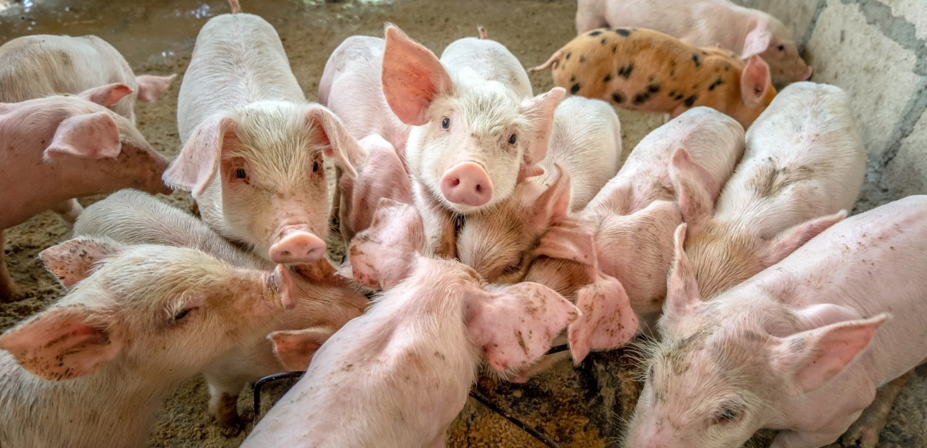 Inwestycje związane z bioaskuracją – refundacja kosztów...