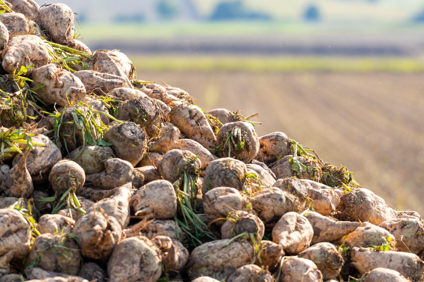 Buraki cukrowe – najwięksi producenci na świecie
