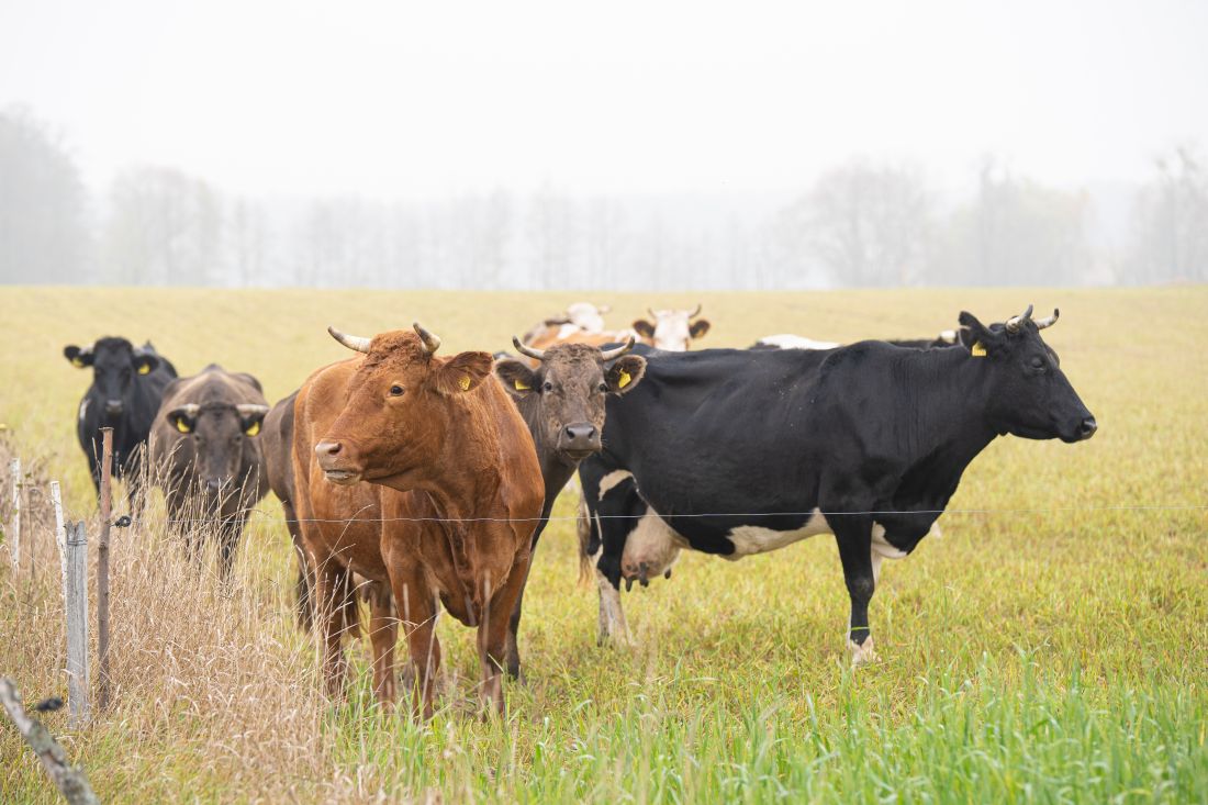 Zbudujemy nowy, lepszy… okaz bydła | Ciekawostki (agro)...