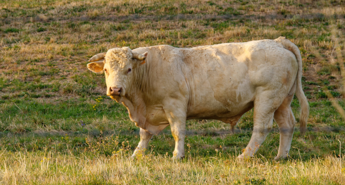 Zakup buhaja z dofinansowaniem | nabór 2026