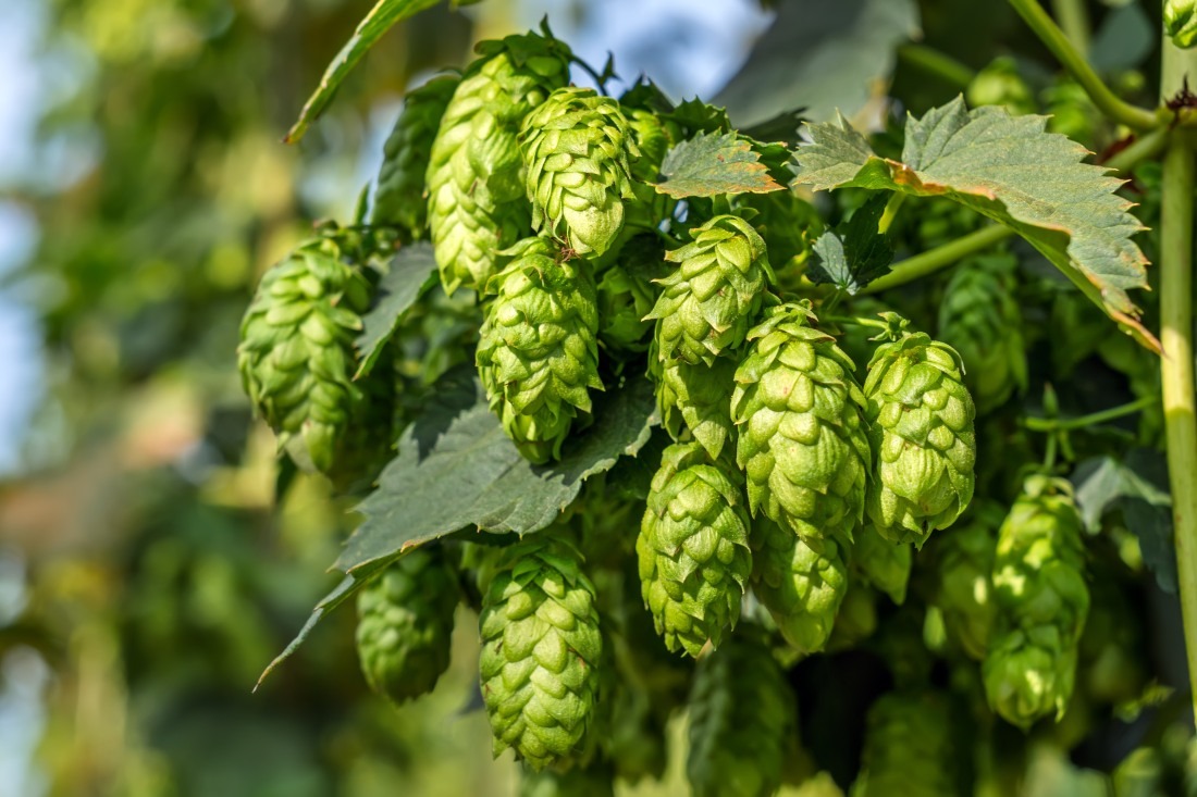 Uprawa&#x20;chmielu&#x20;krok&#x20;po&#x20;kroku&#x20;&...