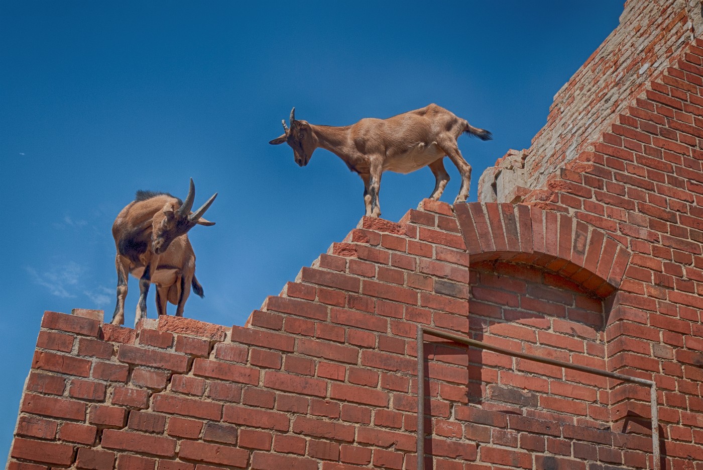 Ciekawostki o kozach