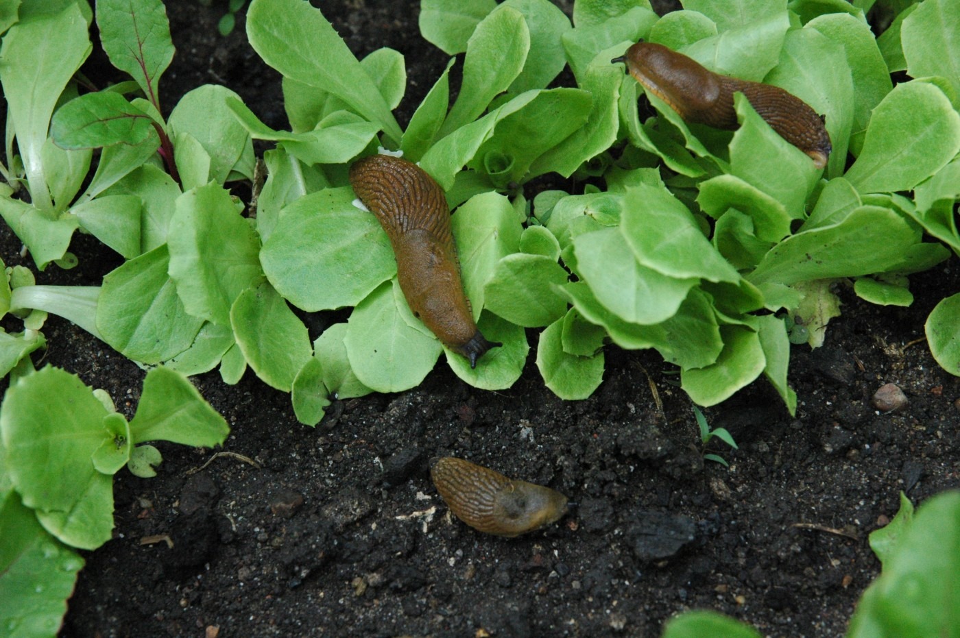 Naturalne&#x20;metody&#x20;walki&#x20;ze&#x20;&#x015B;l...