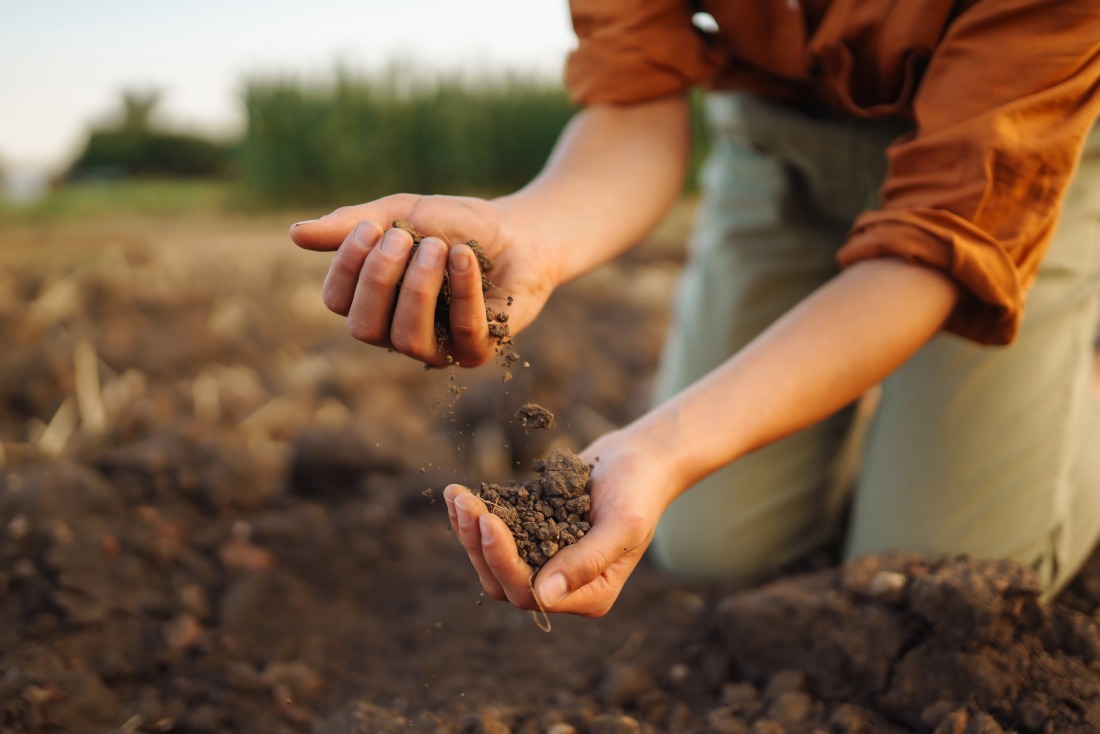 Gleby&#x20;brunatnoziemne&#x20;&#x2013;&#x20;cechy,&#x2...