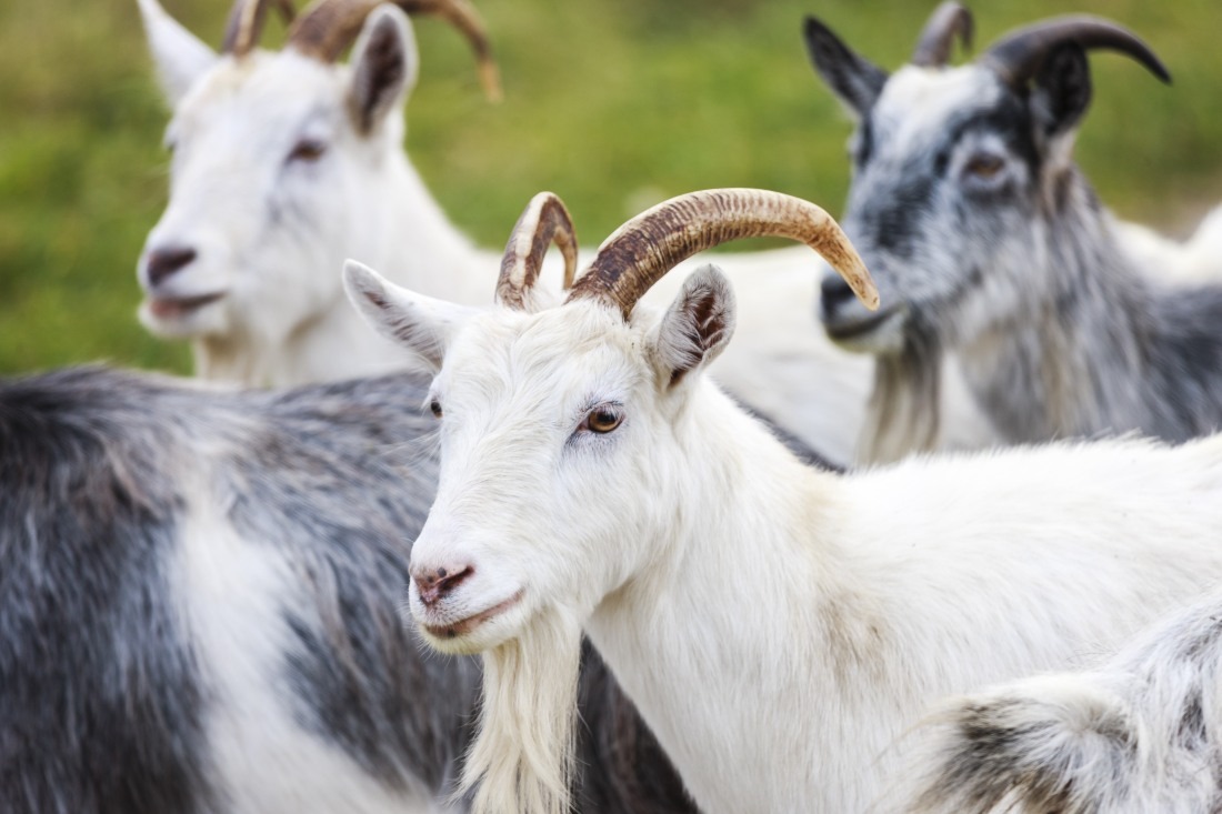 Hodowla&#x20;k&#x00F3;z&#x20;&#x2013;&#x20;jak&#x20;zac...