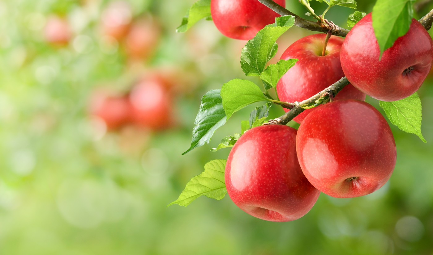 Jabłka – najwięksi producenci na świecie