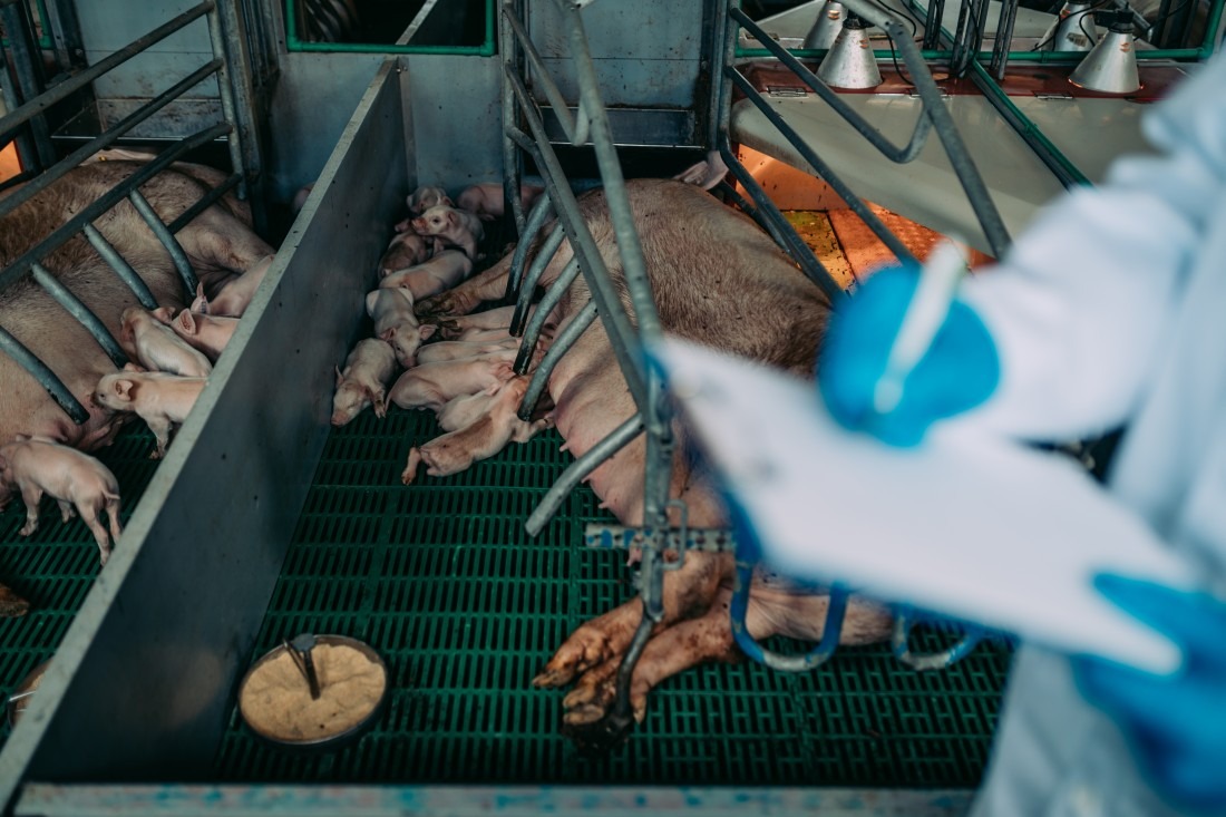 Kontrola&#x20;sanepidu&#x20;u&#x20;rolnika...