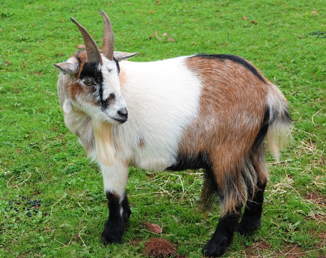 Koza&#x20;miniaturka&#x20;&#x2013;&#x20;wszystko,&#x20;...