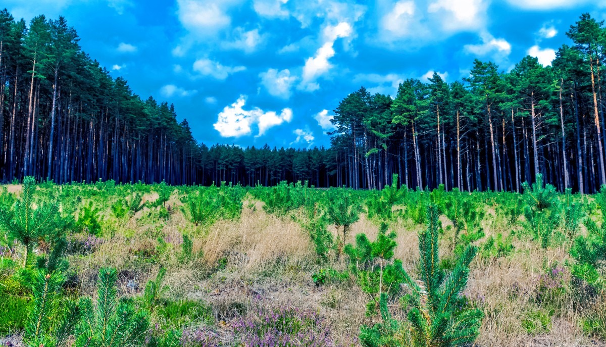 Zalesianie,&#x20;zadrzewianie&#x20;&#x2013;&#x20;wsparc...