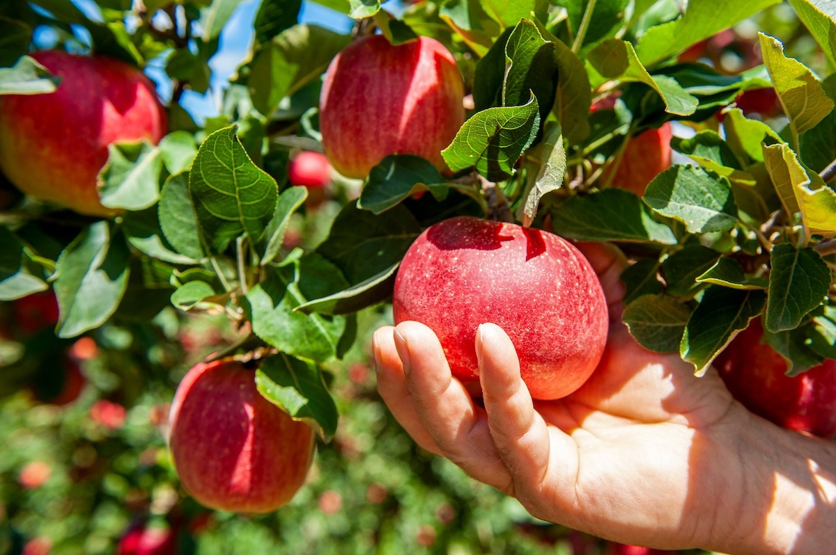 Sprawd&#x017A;,&#x20;kt&#x00F3;ra&#x20;odmiana&#x20;jab...