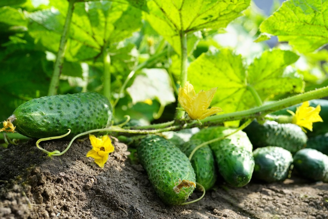 Og&#x00F3;rki&#x20;gruntowe&#x20;-&#x20;uprawa,&#x20;wy...