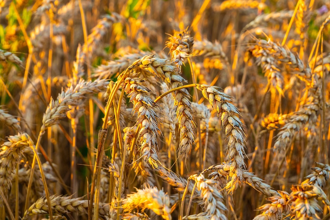 Pszen&#x017C;yto&#x20;&#x2013;&#x20;zbo&#x017C;e&#x20;n...