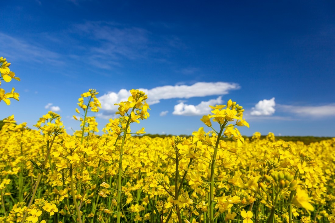 Polski&#x20;rzepak&#x20;&#x2013;&#x20;skala&#x20;upraw,...