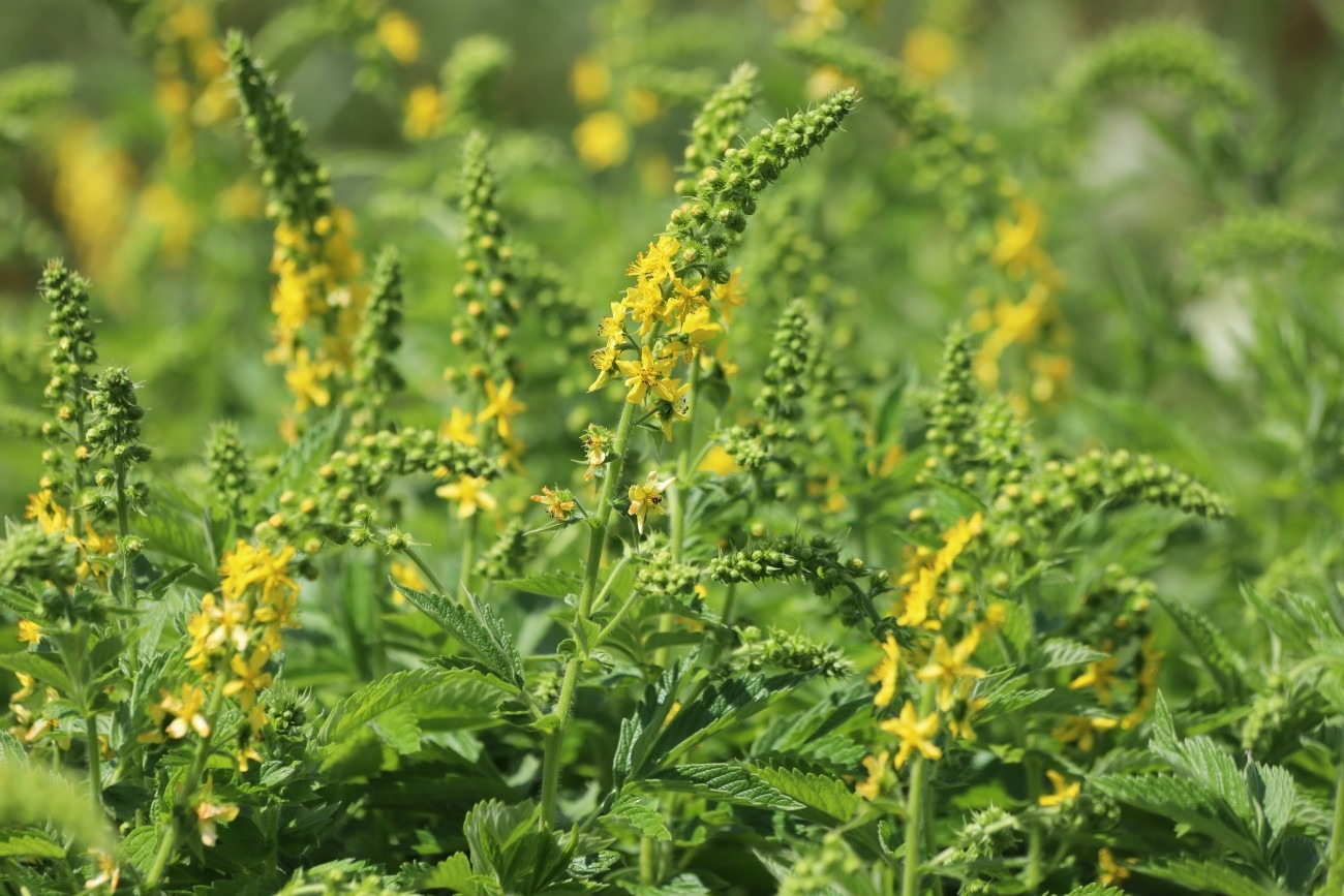 Rzepik&#x20;&#x2013;&#x20;ta&#x20;sama&#x20;nazwa&#x20;...