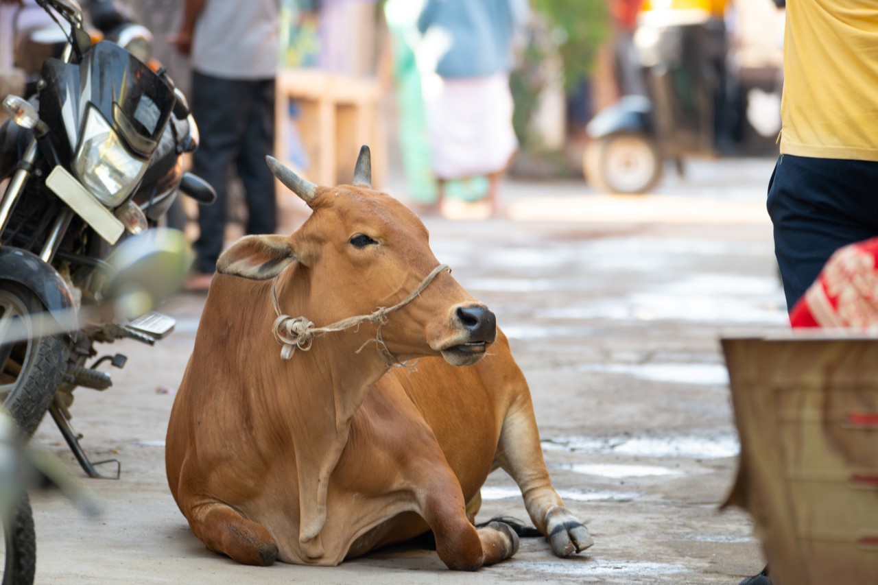Święte krowy w Indiach...