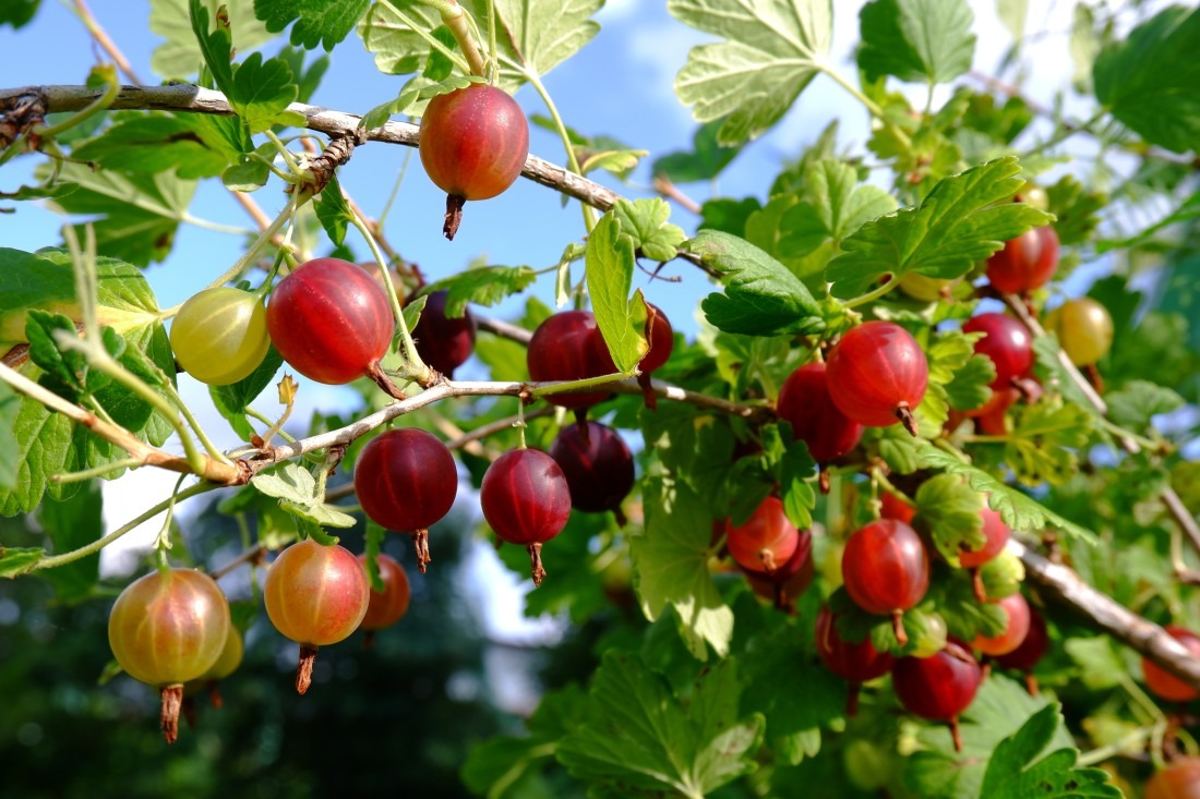 Uprawa&#x20;agrestu&#x20;krok&#x20;po&#x20;kroku&#x20;o...