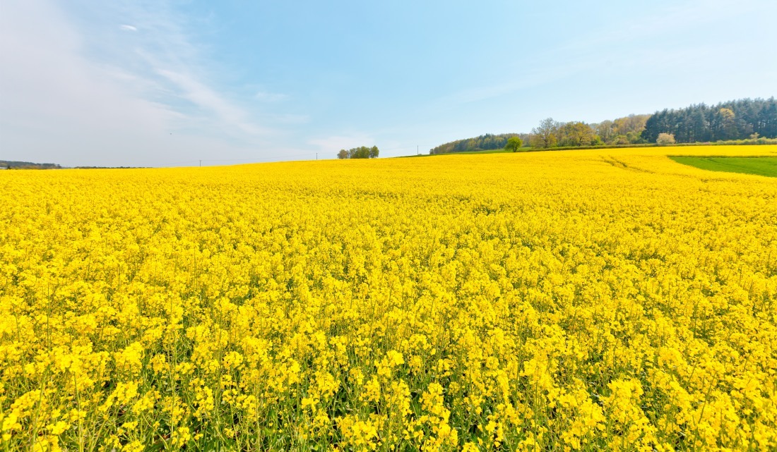Uprawa&#x20;gorczycy&#x20;na&#x20;poplon&#x20;i&#x20;zi...