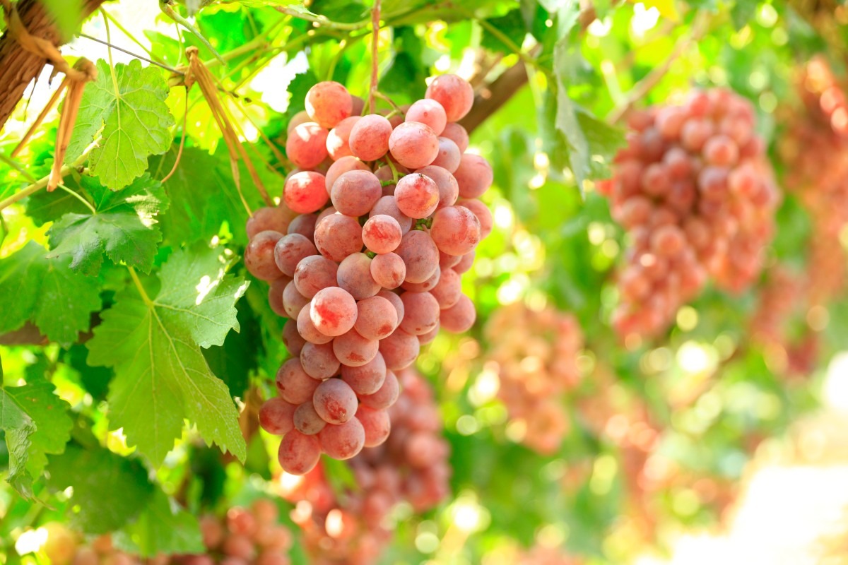 Uprawa&#x20;winogron&#x20;deserowych&#x20;&#x2013;&#x20...